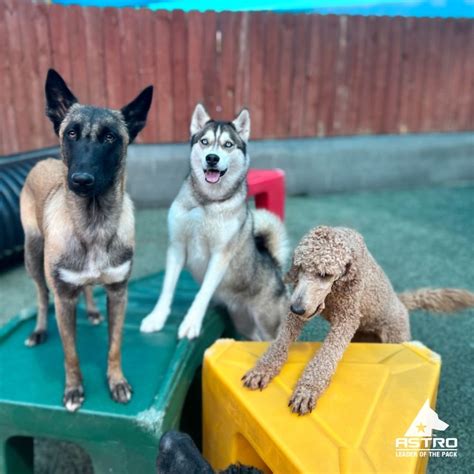 Astro kennels - Happy #NationalPetDay! Typically, on Wednesdays we pick one dog to feature as our trainee of the week. However, this is a special week as we have our...